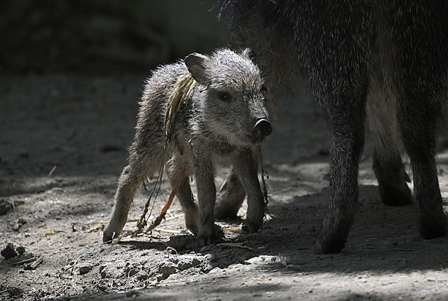 Živoucí fosílie. Jihlavská zoo slaví nové mládě domněle vyhynulého druhu